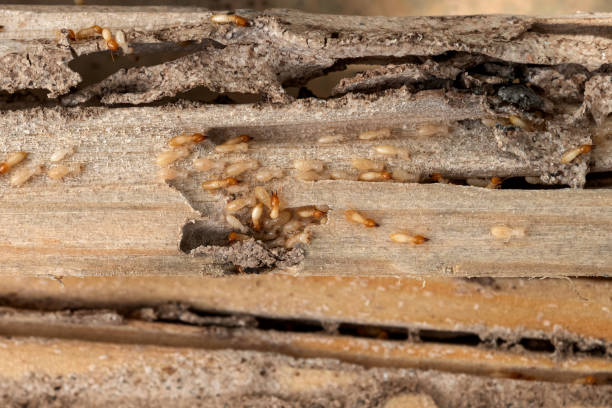 Best Affordable Pest Control Services  in Glencoe, MN